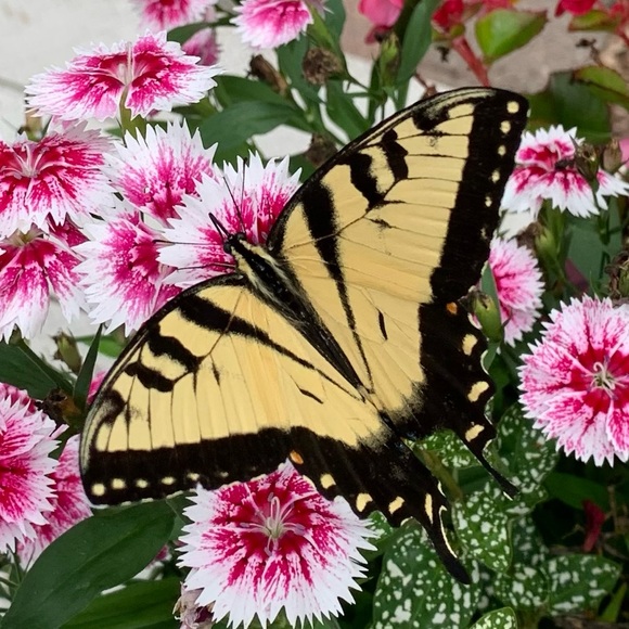 Meet the Posher - Picture 1 of 3